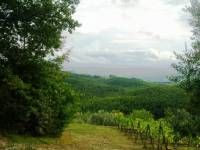 In posizione panoramica, annesso agricolo di ca 32 mq in pietra, internamente al grezzo. Terreno agricolo di ca 3,5 ettari di cui 3600 mq di vigneto Chianti Classico in piena produzione, il restanto terreno ad oliveto di ca 550 piante e piccolo bosco attiguo.  Uno dei luoghi pi&ugrave; belli della Toscana.  www.le-case.como